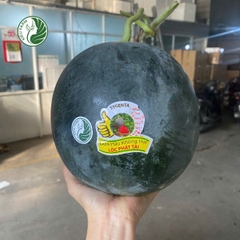 Dưa hấu Tiểu Hắc Long