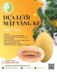 Hạt giống dưa lưới mật vàng KF