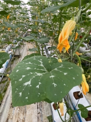 Hạt giống Bí Ngô Kieufarm- 1 hạt