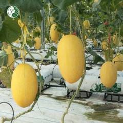 Hạt giống dưa lưới Huỳnh Long - 1 hạt