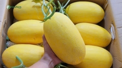 Hạt giống dưa lưới Huỳnh Long - 1 hạt