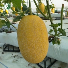 Hạt giống dưa lưới Huỳnh Long - 1 hạt