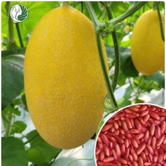 Hạt giống dưa lưới Huỳnh Long - 1 hạt