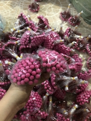 Nụ hoa mai/ đào