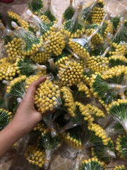 Nụ hoa mai/ đào