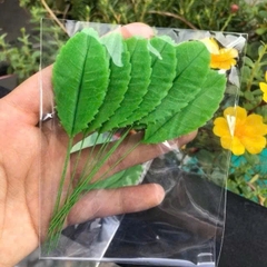 Lá hoa đất sét / lá mai / lá mai đất sét