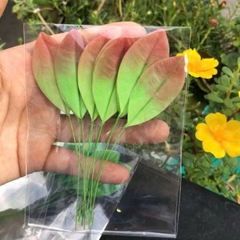 Lá hoa đất sét / lá mai / lá mai đất sét