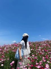 TOUR DU LỊCH MỘC CHÂU MÙA HOA SAO NHÁI 2 NGÀY 1 ĐÊM