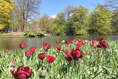 Du lịch Pháp - Bỉ - Hà Lan [Hội Hoa Tulip Keukenhof]