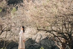 TOUR DU LỊCH MỘC CHÂU 2 NGÀY 1 ĐÊM TỪ HÀ NỘI GIÁ RẺ HẤP DẪN