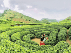 TOUR DU LỊCH MỘC CHÂU 2 NGÀY 1 ĐÊM TỪ HÀ NỘI GIÁ RẺ HẤP DẪN