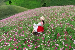 TOUR DU LỊCH MỘC CHÂU MÙA HOA SAO NHÁI 2 NGÀY 1 ĐÊM