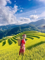 TOUR DU LỊCH MÙ CANG CHẢI 2 NGÀY 1 ĐÊM TỪ HÀ NỘI: ĐỒI CHÈ THANH SƠN – MÙ CANG CHẢI
