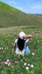 TOUR DU LỊCH MỘC CHÂU MÙA HOA SAO NHÁI 2 NGÀY 1 ĐÊM