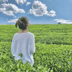 TOUR DU LỊCH MỘC CHÂU 2 NGÀY 1 ĐÊM TỪ HÀ NỘI GIÁ RẺ HẤP DẪN