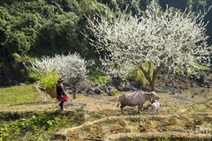 HÀ GIANG - CAO NGUYÊN ĐÁ HÙNG VĨ