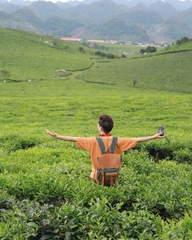 TOUR DU LỊCH MỘC CHÂU TỪ HÀ NỘI 2 NGÀY 1 ĐÊM