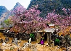 HÀ NỘI - MAI CHÂU - MỘC CHÂU - CẦU KÍNH BẠCH LONG 2 NGÀY 1 ĐÊM