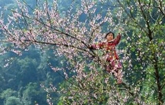 TOUR HÀ NỘI – MỘC CHÂU