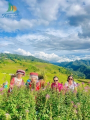 DU LỊCH SAPA 3 NGÀY 2 ĐÊM GIÁ RẺ: HÀ NỘI - SAPA - BẢN CÁT CÁT - CÁP TREO FANSIPAN