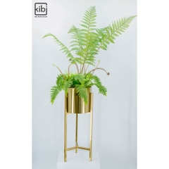 CHẬU DƯƠNG XỈ TRANG TRÍ