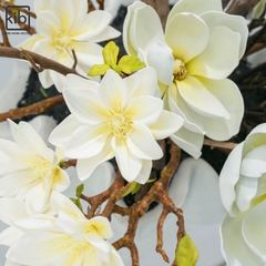 MỘC LAN TRẮNG - BRIGHT