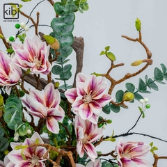 MỘC LAN HỒNG - KALMIA