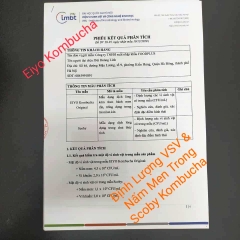 Giống SCOBY ORGANIC Làm Trà Kombucha ( Sản phẩm của EIYO TEA - Nuôi cấy theo công nghệ Nhật Bản ).