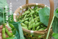 Edamame Yao ( 500g )