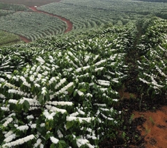 Cà phê túi lọc Brazil Ipanema Premier Cru Blue - Natural 10 gói/ hộp (HẾT HÀNG - SOLD OUT)