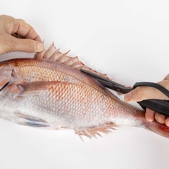 Kéo Shimano CT-524Y (Size Lớn)