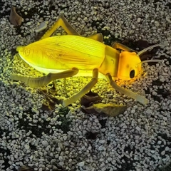 Đèn LED ZALAA Mô Phỏng Con Dế Mèn Crickets Năng Động Cho Vườn Ánh Sáng / Light Garden