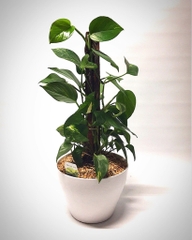 MD-Plant-Devil-Ivy 2