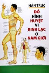 Đồ Hình Huyệt Vị Kinh Lạc Ở Nam Giới