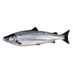 Cá Hồi Nauy Tươi Nguyên Con (Salmon) I Size 5-6Kg