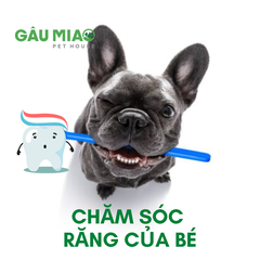Chăm Sóc Răng Cho Cún 