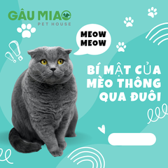 BÍ MẬT CỦA MÈO THÔNG QUA ĐUÔI