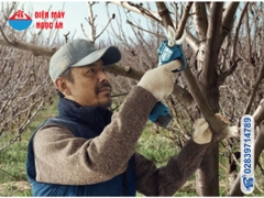 Máy tỉa cây Bosch Pro Pruner Mã 06019K10K1