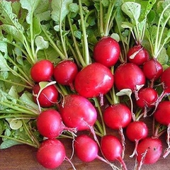 Củ cải đỏ cherry