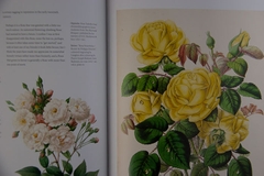 RHS THE ROSE : THE HISTORY OF THE WORLD'S FAVOURITE FLOWER IN 40 ROSES