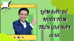 LÀM SAO ĐỂ NUÔI TÔM TRÊN GIÁ NÀY. có lời.