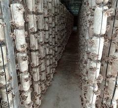 Nấm Vân Chi Khô