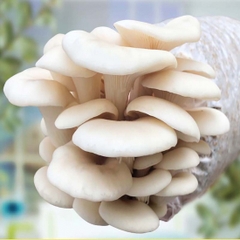 Nấm Bào Ngư Trắng ( Nấm Sò Trắng )