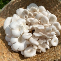Nấm Bào Ngư Trắng ( Nấm Sò Trắng )