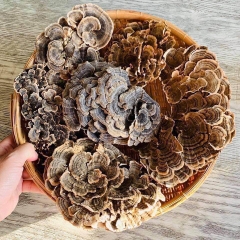 Nấm Vân Chi Khô