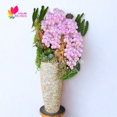 Lan hồ điệp hồng cao cấp gỗ lũa - LHD1252