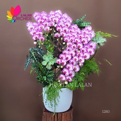 Lan hồ điệp chớp ghép nghệ thuật - LHD1280