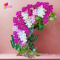 Lan hồ điệp ghép lũa nghệ thuật - LHD1270