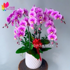 Lan hồ điệp hồng 5 cành sang trọng - LHD938