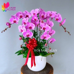Lan hồ điệp hồng 5 cành sang trọng - LHD938